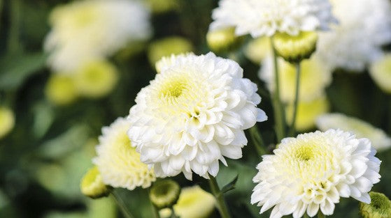 Common Garden Chrysanthemum